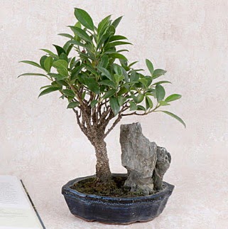 Japon a�ac� Evergreen Ficus Bonsai Plevne Mahallesi �i�ek ma�azas� 