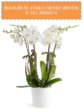 Seramikte 4 dall beyaz orkide Seluklu Mah kaliteli taze ve ucuz iekler 