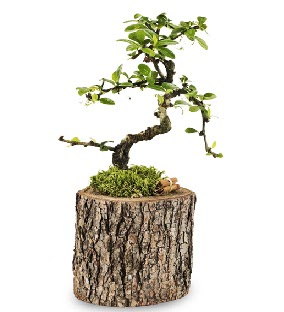 Do�al k�t�kte S bonsai a�ac� Mara�al�akmak Mah sevgilime hediye �i�ek 