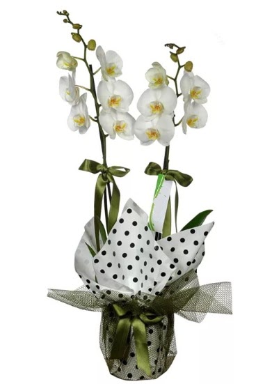 ift Dall Beyaz Orkide Fatih online iek gnderme