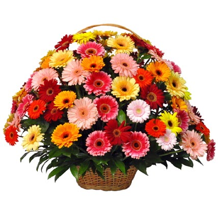 Kar���k renkli b�y�k gerbera sepet aranjman� Plevne Mahallesi �i�ek ma�azas� 