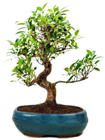 25 cm ile 30 cm aral���nda Ficus S bonsai Plevne Mahallesi �i�ek ma�azas� 