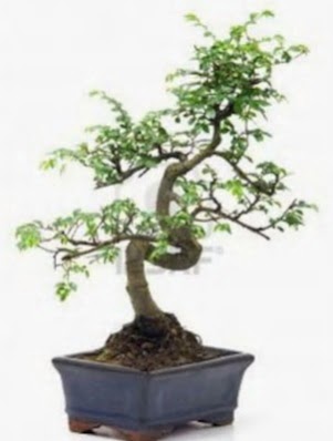S g�vde bonsai minyat�r a�a� japon a�ac� Mara�al�akmak Mah sevgilime hediye �i�ek 