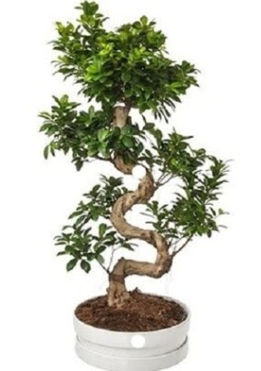 90 cm ile 100 cm civar� S peyzaj bonsai Plevne Mahallesi �i�ek ma�azas� 
