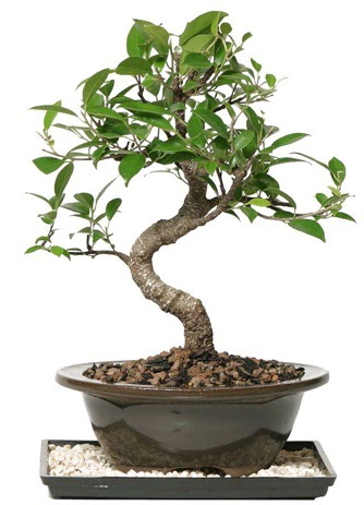 Altn kalite Ficus S bonsai Hrriyet Mah 14 ubat sevgililer gn iek  Sper Kalite