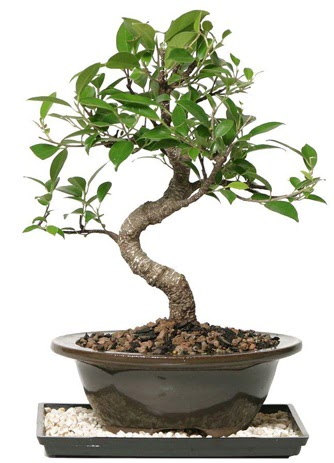 Alt�n kalite Ficus S bonsai H�rriyet Mah 14 �ubat sevgililer g�n� �i�ek  S�per Kalite
