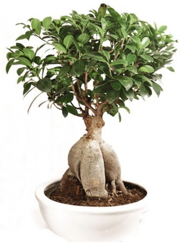 Ginseng bonsai japon a�ac� ficus ginseng Bah�ekap� Mah cicekciler , cicek siparisi 