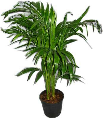 Atat�rk Mahallesi �i�ek sipari�i  Areca palm  