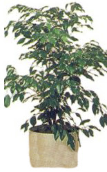 Sincan �i�ek sipari�i vermek  Ficus benjamin 