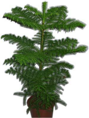 Yunusemre Mah hediye �i�ek yolla  Araucaria 