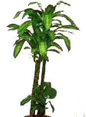 gaziosmanpa�a ucuz �i�ek g�nder  Dracaena massengena