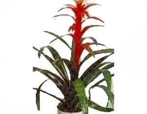 Tando�an Mah g�venli kaliteli h�zl� �i�ek  Guzmania Emprie 