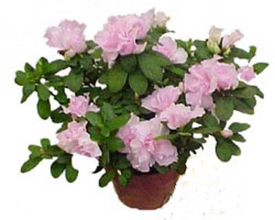 Atat�rk Mahallesi �i�ek sipari�i  Rhodendron latince A�elya 
