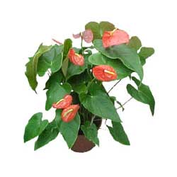 Tando�an Mah g�venli kaliteli h�zl� �i�ek  Anthurium 