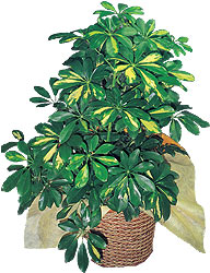 Sincan �i�ek sipari�i vermek  Schefflera gold 