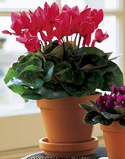 �stasyon Mah �i�ek yolla  Cyclamen 