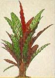 �zel Calathea iancifolia 