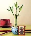�zel ithal 3l� bambu tanzim