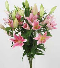 Osmanl� Mah �i�ek online �i�ek sipari�i  5 Pembe lilyum kazablanka buket �i�ek modeli