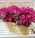 Yenikent online �i�ek�i  Iki adet a�elya sepette