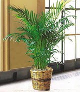 Menderes Mah �i�ek yolla , �i�ek g�nder  Areca Palm ithal kaliteli