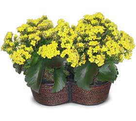 �stasyon Mah �i�ek yolla  Double Kalanchoe sepette