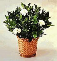 Fatih online �i�ek g�nderme Gardenia Plant ithal saksi
