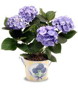 Ulubatl�hasan Mah �i�ek�i  Hydrangea Plant ortanca
