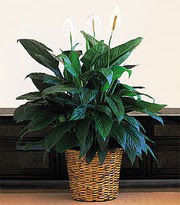 G�k�ek Mahallesi �i�ek�i telefonlar�  Large Spathiphyllum