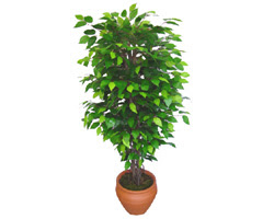 Ficus Benjamin 1,50 cm  Ulubatl�hasan Mah �i�ek�i 