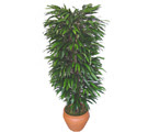Atat�rk Mah yurti�i �i�ek sipari�i  �zel Mango 1,75 cm y�ksekliginde
