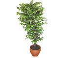 Ficus �zel Starlight 1,75 cm  Fatih �i�ek g�nderme sitemiz g�venlidir 
