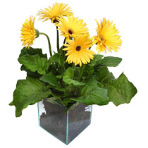 9 adet gerbera �i�egi ve cam tanzim Fatih �i�ek g�nderme sitemiz g�venlidir 