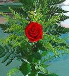 1 adet kirmizi g�l buketi  Menderes Mah �i�ek yolla , �i�ek g�nder 