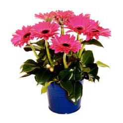 vazo i�erisinde gerbera �i�ekleri  Sincan �nternetten �i�ek sipari�i 