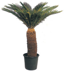 Malazgirt Mah anneler g�n� �i�ek yolla  CYCAS ORTA B�Y�KL�KTE