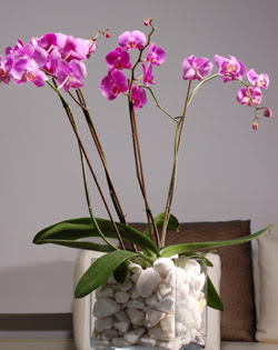 Atatrk Mah yurtii iek siparii  2 dal orkide cam yada mika vazo ierisinde