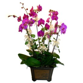 Fatih iek gnderme sitemiz gvenlidir  4 adet orkide iegi