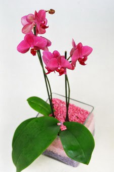 Yenikent online ieki  tek dal cam yada mika vazo ierisinde orkide