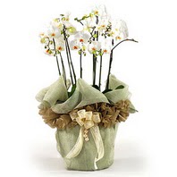 Atatürk Mah yurtiçi çiçek siparişi  3 dal orkide , saksi çiçegi , 3 kök orkide