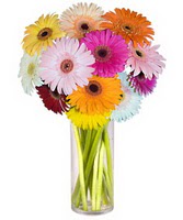 Sincan �i�ek sipari�i vermek  Farkli renklerde 15 adet gerbera �i�egi