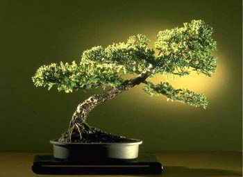 ithal bonsai saksi �i�egi Yenikent online �i�ek�i 