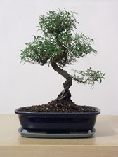ithal bonsai saksi �i�egi Menderes Mah �i�ek yolla , �i�ek g�nder 