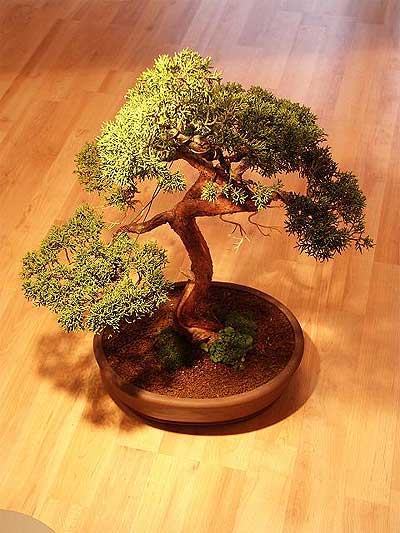 ithal bonsai saksi iegi merutiyet ieki maazas 