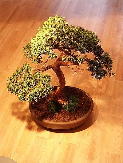 ithal bonsai saksi �i�egi me�rutiyet �i�ek�i ma�azas� 