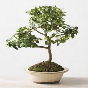 ithal bonsai saksi �i�egi G�k�ek Mahallesi �i�ek�i telefonlar� 