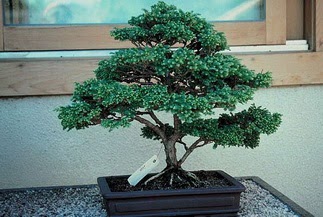 ithal bonsai saksi �i�egi Fatih online �i�ek g�nderme