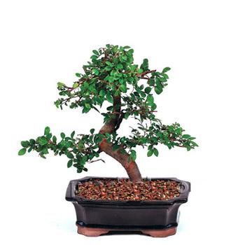 ithal bonsai saksi �i�egi Menderes Mah �i�ek yolla , �i�ek g�nder 