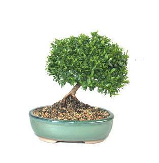 ithal bonsai saksi �i�egi �stasyon Mah �i�ek yolla 