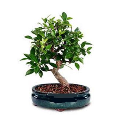 ithal bonsai saksi �i�egi Atat�rk Mah yurti�i �i�ek sipari�i 